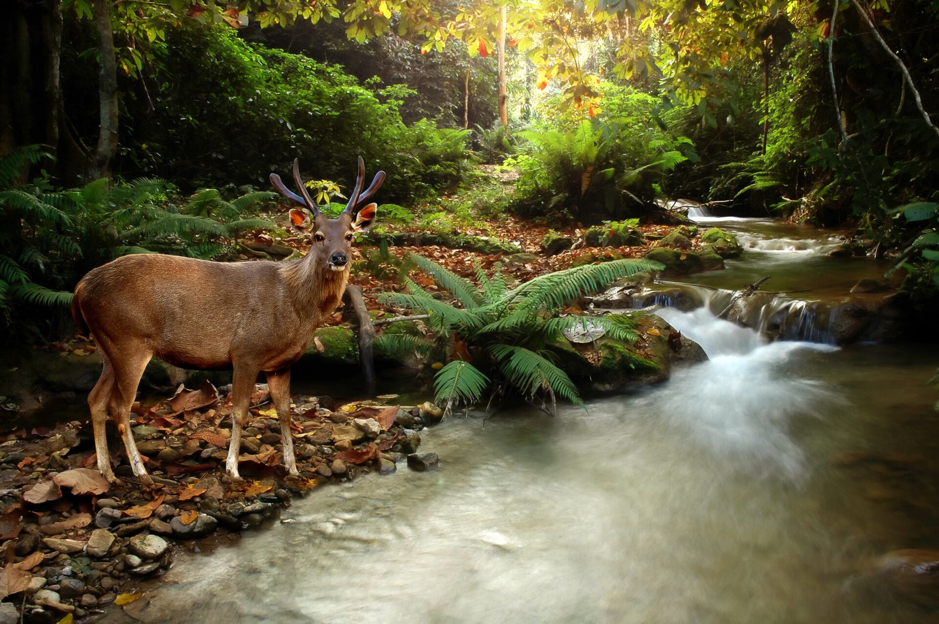 Eine Aufnahme eines Hirsches vor einem Fluss im Wald - Bautzen & Umgebung